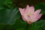DSC_0029_adjusted