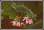DSC_0060_adjusted