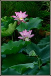 DSC_0069_adjusted