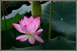 DSC_0071_adjusted
