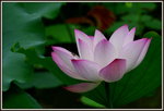 DSC_0085_adjusted