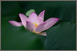 DSC_0090_adjusted