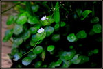 DSC_0098_adjusted