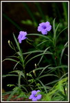 DSC_0101_adjusted