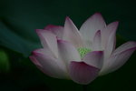DSC_0106_adjusted