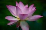 DSC_0114_adjusted