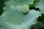 DSC_0120_adjusted