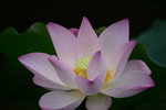 DSC_0127_adjusted