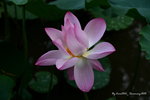 DSC_0008_adjusted