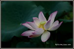 DSC_0009_adjusted