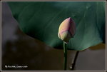 DSC_0024_adjusted