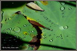 DSC_0037_adjusted