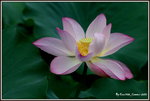 DSC_0061_adjusted