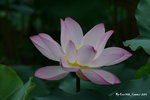 DSC_0078_adjusted