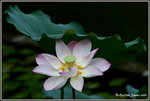 DSC_0082_adjusted