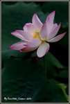 DSC_0094_adjusted