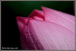 DSC_0116_adjusted