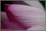 DSC_0121_adjusted