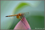 DSC_0127_adjusted