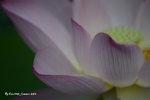 DSC_0145_adjusted