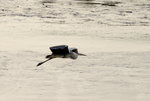 DSC_0436_adjusted