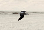 DSC_0484_adjusted
