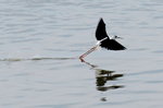 DSC_0493_adjusted