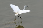 DSC_0516_adjusted