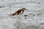 DSC_0517_adjusted