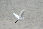 DSC_0525_adjusted