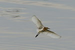 DSC_0545_adjusted