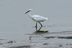 DSC_0551_adjusted
