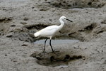 DSC_0599_adjusted