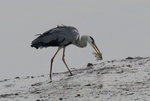 DSC_0634_adjusted
