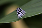 DSC_0041_PS