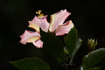 DSC_0140_PS