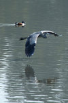 DSC_0180_PS