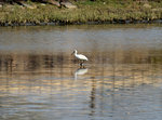 DSC_0594_PS