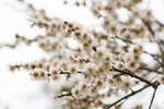 DSC_0010_PS