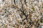 DSC_0016_PS