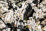 DSC_0032_PS