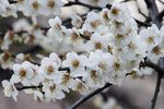 DSC_0054_PS