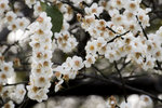 DSC_0059_PS