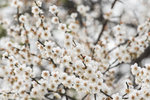 DSC_0061_PS