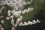 DSC_0070_PS