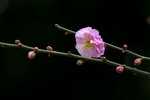 DSC_0339_PS