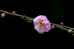DSC_0357_PS