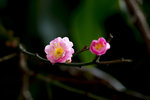 DSC_0362_PS