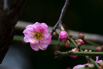 DSC_0368_PS