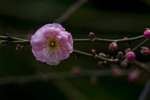 DSC_0379_PS